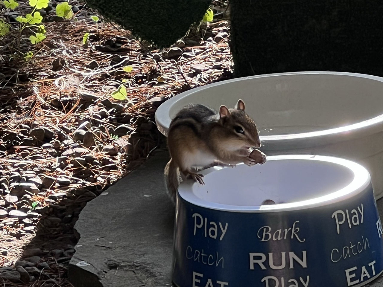 chipmunk eating out of bowl